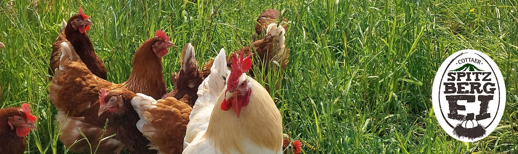 Cottaer Spitzbergei
